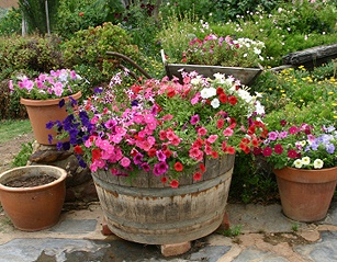 outdoor-flower-arrangements-in-pots-24_2 Външни цветни аранжировки в саксии