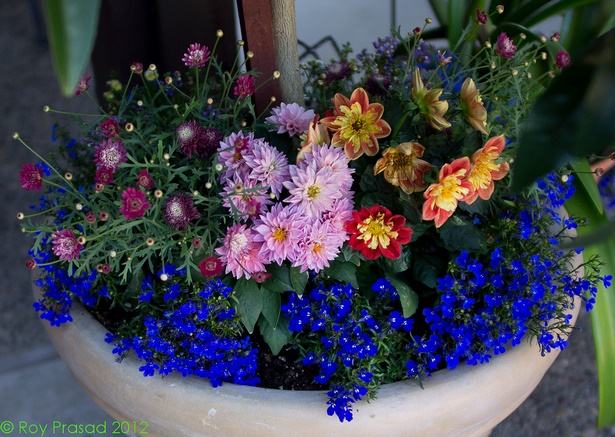 outdoor-flower-arrangements-in-pots-24_6 Външни цветни аранжировки в саксии