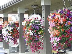 outdoor-hanging-planter-ideas-98_8 Открит висящи плантатор идеи