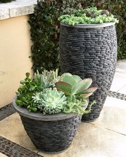 outdoor-plants-for-pots-38_11 Градински растения за саксии