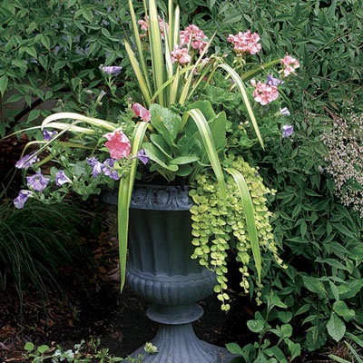 outdoor-plants-for-pots-38_20 Градински растения за саксии