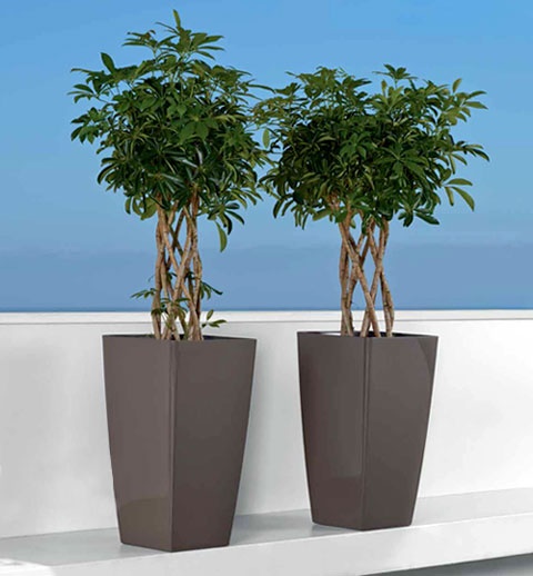 outdoor-plants-for-pots-38_7 Градински растения за саксии