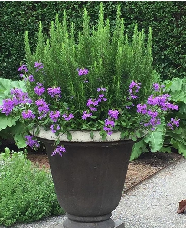 outdoor-plants-in-pots-ideas-88_20 Външни растения в саксии идеи