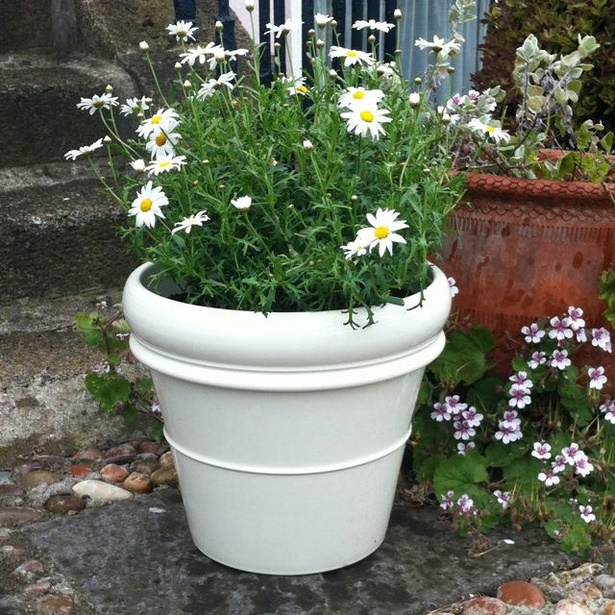 outdoor-plants-in-pots-42_14 Външни растения в саксии