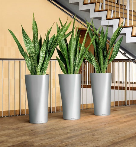outdoor-plants-in-pots-42_19 Външни растения в саксии