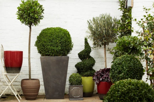 outdoor-plants-in-pots-42_3 Външни растения в саксии
