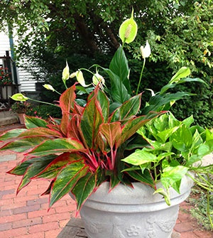 outdoor-potted-plant-arrangements-30_14 Външни саксийни растения