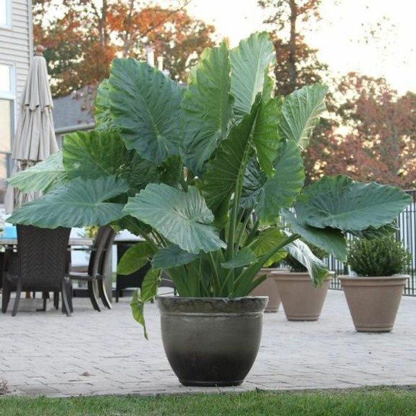 outdoor-potted-plant-arrangements-30_5 Външни саксийни растения