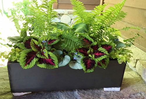 outdoor-potted-plants-45 Външни саксийни растения