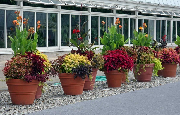 outdoor-potted-plants-45_16 Външни саксийни растения