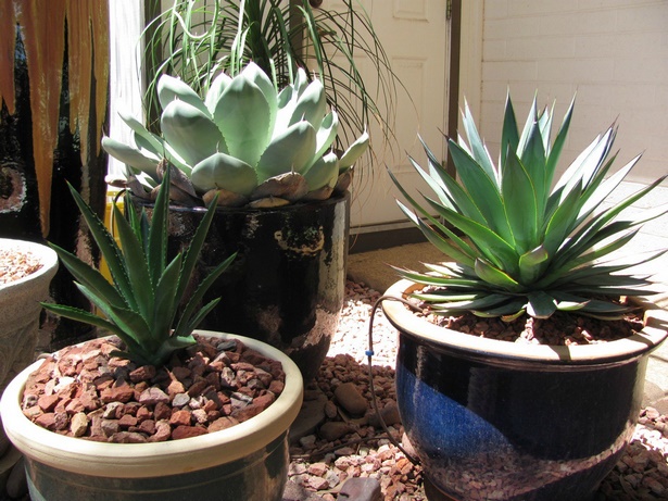outdoor-potted-plants-45_17 Външни саксийни растения