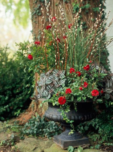 outside-flowers-in-pots-87_8 Външни цветя в саксии