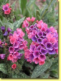 partial-sun-flowers-for-pots-68_8 Частично слънце цветя за саксии