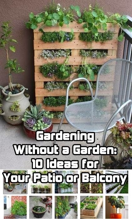 patio-gardening-for-beginners-05_11 Вътрешен двор градинарство за начинаещи