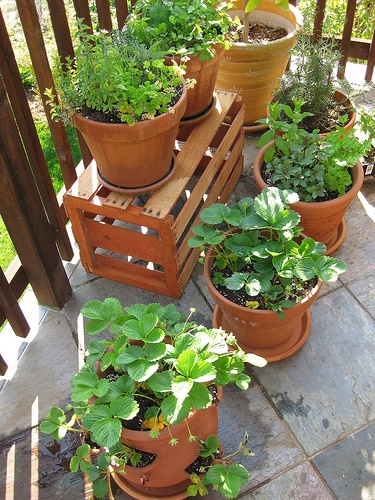 patio-gardening-for-beginners-05_5 Вътрешен двор градинарство за начинаещи