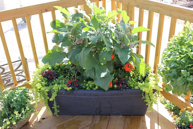 plant-combination-ideas-for-container-gardens-92_15 Растителни комбинации идеи за контейнерни градини