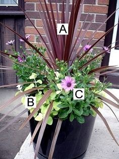 plant-pot-arrangements-38_3 Саксийни растения