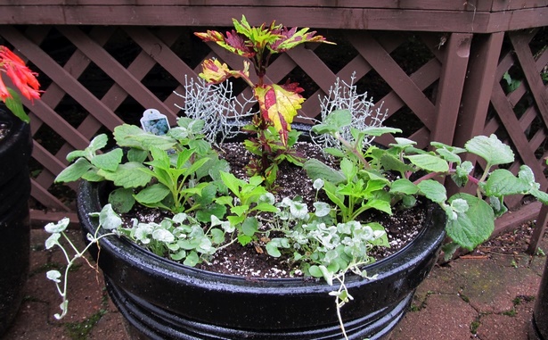 planting-a-garden-in-pots-09 Засаждане на градина в саксии