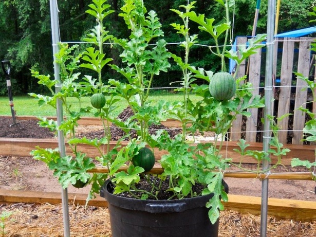 planting-a-garden-in-pots-09_15 Засаждане на градина в саксии