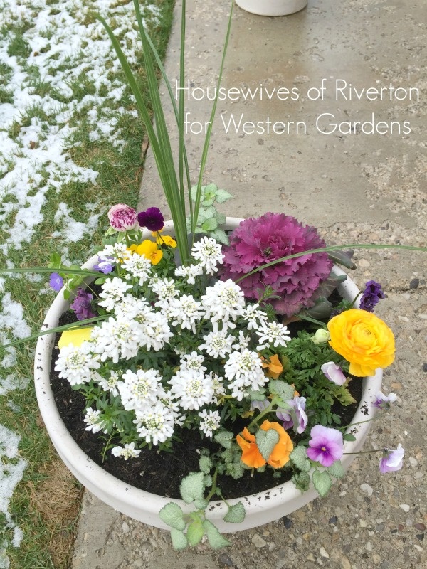 planting-flower-pots-37_17 Засаждане на саксии за цветя