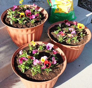 planting-flowers-in-pots-19_16 Засаждане на цветя в саксии
