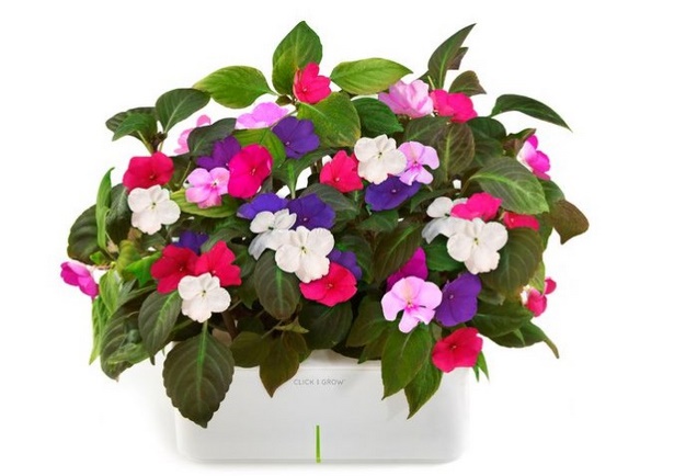 planting-flowers-in-pots-19_3 Засаждане на цветя в саксии