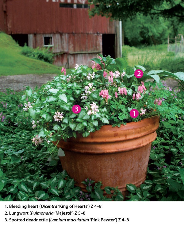 planting-flowers-in-pots-19_6 Засаждане на цветя в саксии