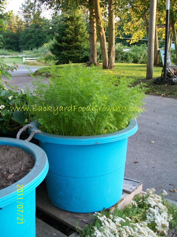 planting-tubs-and-pots-46_2 Засаждане на вани и саксии