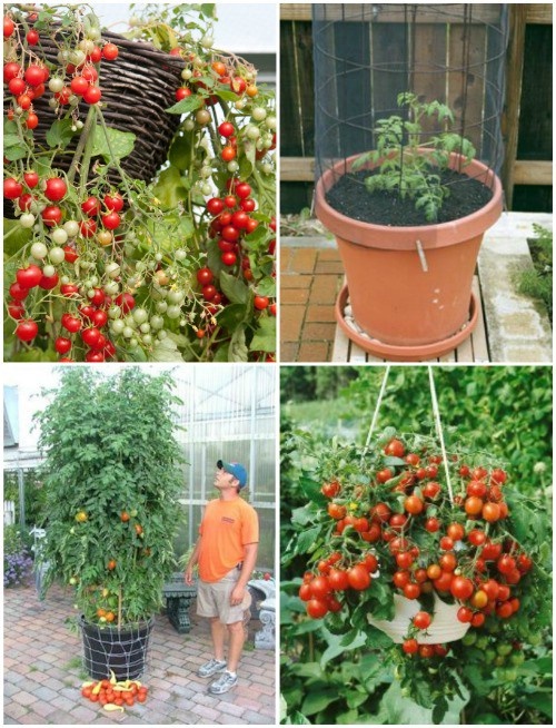 planting-vegetables-in-containers-76_13 Засаждане на зеленчуци в контейнери