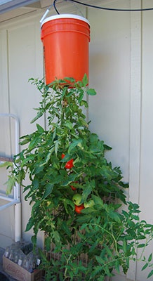 planting-vegetables-in-containers-76_14 Засаждане на зеленчуци в контейнери