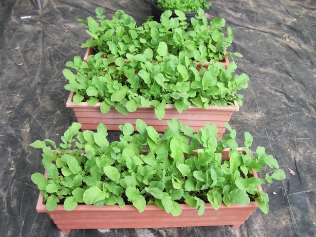 planting-vegetables-in-pots-99_12 Засаждане на зеленчуци в саксии