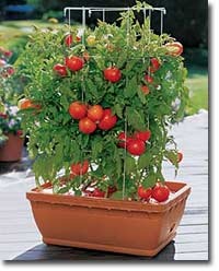 planting-vegetables-in-pots-99_13 Засаждане на зеленчуци в саксии