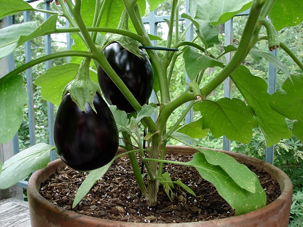planting-vegetables-in-pots-99_5 Засаждане на зеленчуци в саксии