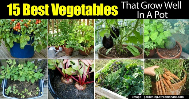 planting-vegetables-in-pots-99_8 Засаждане на зеленчуци в саксии
