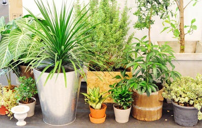 plants-for-container-gardens-57_11 Растения за контейнерни градини