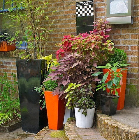 plants-for-container-gardens-57_8 Растения за контейнерни градини
