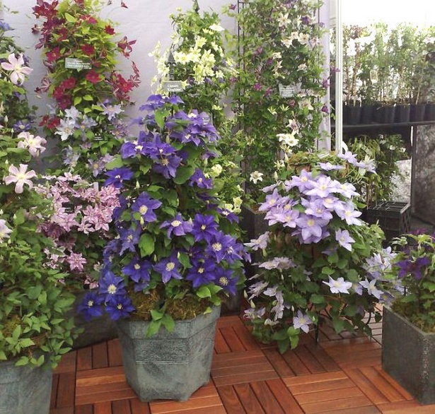 plants-for-containers-in-sun-09_8 Растения за контейнери на слънце