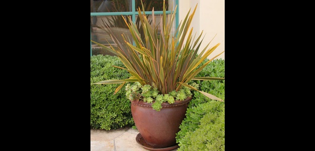 plants-for-garden-pots-26_13 Растения за градински саксии