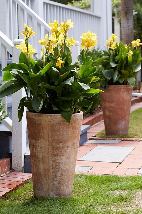 plants-for-large-pots-in-sun-87_14 Растения за големи саксии на слънце