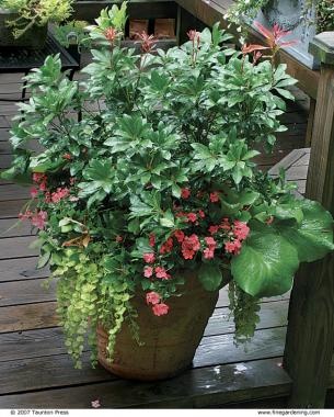 plants-for-large-pots-in-sun-87_9 Растения за големи саксии на слънце