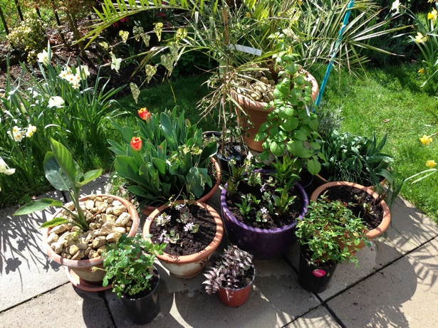 plants-for-patio-pots-54 Растения за двор саксии