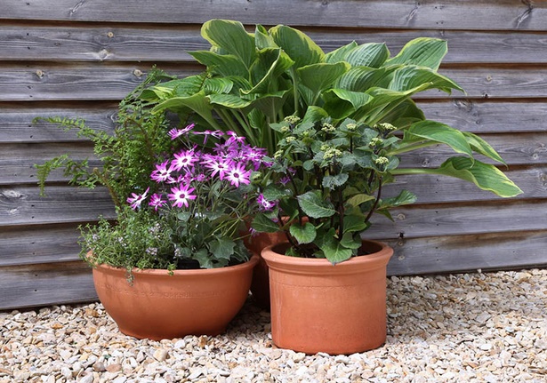 plants-for-patio-pots-54_13 Растения за двор саксии
