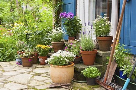 plants-for-patio-pots-54_14 Растения за двор саксии