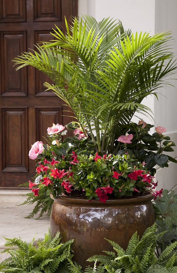 plants-for-patio-pots-54_4 Растения за двор саксии