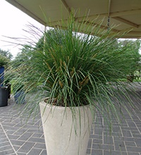 plants-for-patio-pots-54_6 Растения за двор саксии