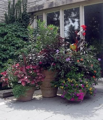 plants-for-patio-pots-54_9 Растения за двор саксии