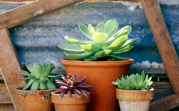 plants-for-pots-in-sun-68_18 Растения за саксии на слънце