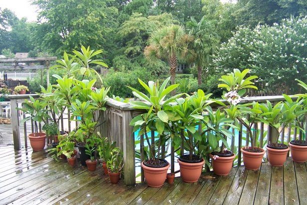 plants-for-pots-in-sun-68_20 Растения за саксии на слънце