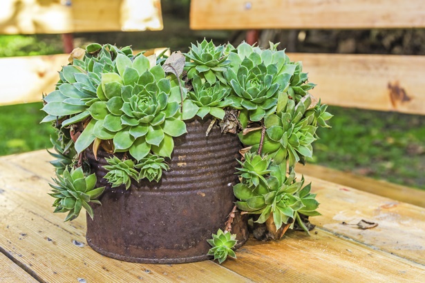 plants-in-pots-ideas-32_20 Растения в саксии идеи