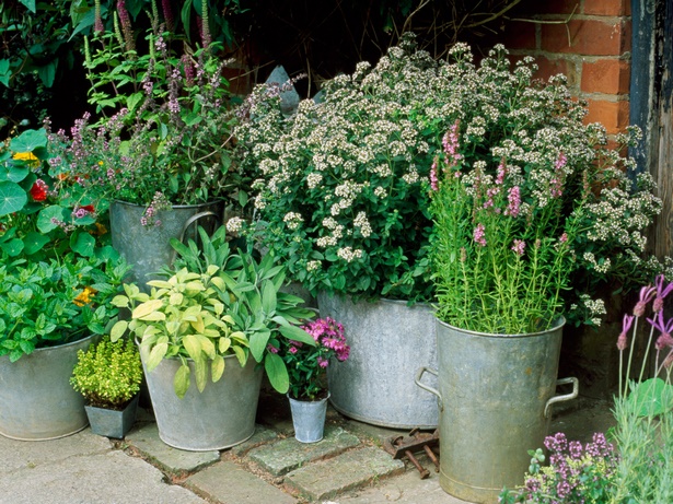 pot-plant-garden-ideas-65_17 Саксия растения градински идеи